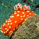 Gymnodoris aurita