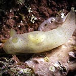 Gymnodoris bicolor