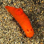 Gymnodoris inornata