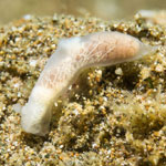Gymnodoris sp. 36