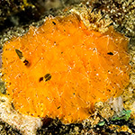 Halgerda dalanghita