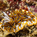 Halgerda tessellata