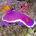 Hypselodoris apolegma