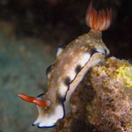 Hypselodoris bollandi