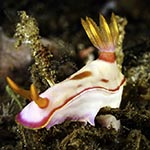 Hypselodoris iba