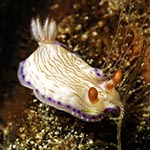 Hypselodoris infucata