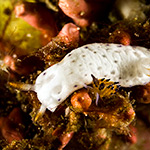 Hypselodoris lacuna