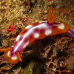 Hypselodoris purpureomaculosa