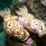 Hypselodoris tryoni (Garrett, 1873)