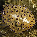 Janolus flavoanulatus