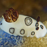Jorunna funebris