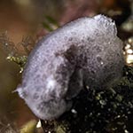 Jorunna ramicola