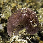 Jorunna sp. 1