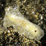 Jorunna sp. F