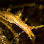 Kaloplocamus sp. 2