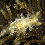 Kaloplocamus sp. B