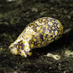 Haminoea ovalis
