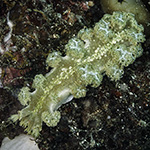 Marionia sp. 4