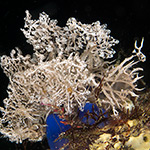 Melibe colemani