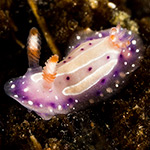 Mexichromis aurora