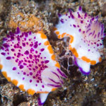 Mexichromis multituberculata