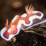 Mexichromis pusilla
