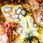 Micromelo undatus