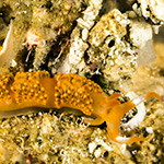 Moridilla brockii