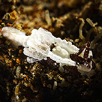 Murphydoris sp. H