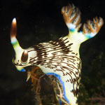 Nembrotha lineolata