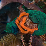 Nembrotha milleri
