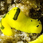 Notodoris gardeneri