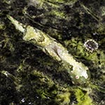 Odontoglaja guamensis