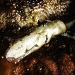 Odontoglaja sp. 3