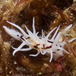Bermudella brunneomaculata