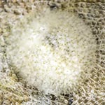 Onchidoris cf depressa