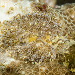 Tenellia lugubris