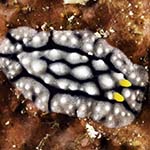 Phyllidia cf elegans