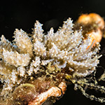 Phyllodesmium koehleri
