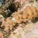 Phyllodesmium lizardense