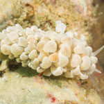 Phyllodesmium magnum