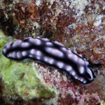 Phyllidiella sp. E