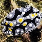 Phyllidia willani