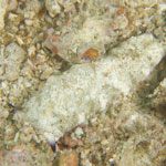 Plakobranchus ocellatus