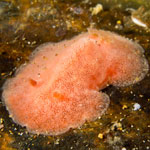 Platydoris sp. 3