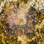 Pleurobranchus albiguttatus