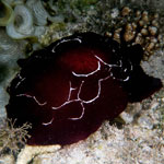 Pleurobranchus forskalii