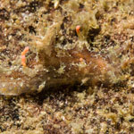 Plocamopherus ceylonicus