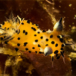 Polycera abei
