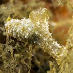Polycera sp. 6